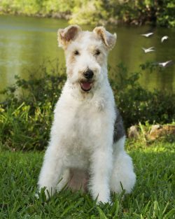 Wirehaired Fox Terriers get their name from their dense, coarse texture. 
