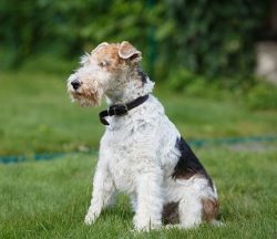 Often their coat is slightly curly, but according to the exhibition standard, the coat cannot be ...