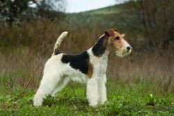 Wirehaired Fox Terriers are small dogs with an elegant body shape. 