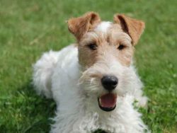 Wire-haired Fox Terriers are very upbeat and won’t just lie in your backyard. 