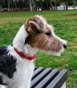 They are most suitable for families who want to involve their pet in active games. 