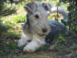 Wire-haired fox terriers can alert the owner when a stranger approaches. 