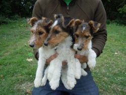 These dogs are easily trainable and are encouraged to take training courses to curb their strong ...