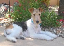 They can learn to get along with other pets, but males can be aggressive towards other males. 