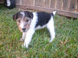 The most important point to consider when owning a Wirehaired Fox Terrier is the boundless energ ...