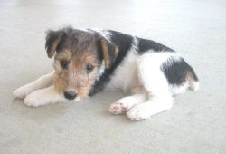Wire-haired fox terriers are great companions for kids as they never get tired of playing outdoors.