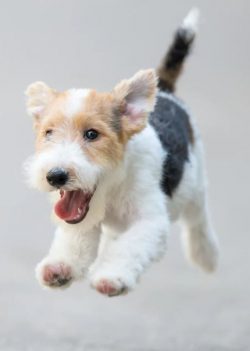 They want to please the owners and respond well to training. They need a lot of exercises to kee ...