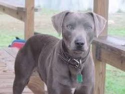 The eyes of the pet are carefully examined. If they are a little irritated, then wipe them off.  ...