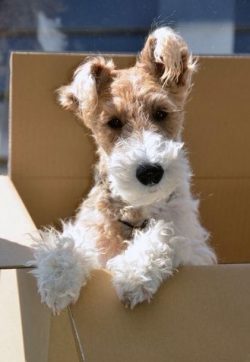 To maintain a healthy coat, frequent brushing with a natural bristle brush is necessary. 