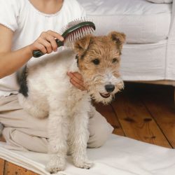 From time to time, trimming may be required that softens the texture of the coat, trimming the p ...