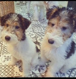 The modern fox terriers were bred by Foxhound owners who needed a small, fast dog that could war ...