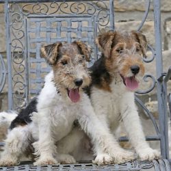 The task of the wire-haired fox terriers was to help hunters when hunting foxes. 
