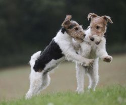 Like the smooth-haired fox terrier, the wire-haired fox terrier is a brave and determined huntin ...