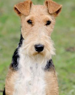 Until recently, it was believed that the two breeds were one breed, which differed only in wool. 