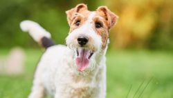 The birthplace of wire fox terriers is England. 