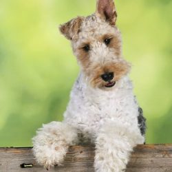 Most likely, their predecessors were White English Terriers, which were crossed with Bull Terrie ...