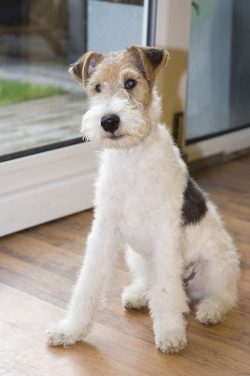 The name “terrier” comes from the word “terra” – land. Any real te ...
