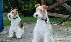 Wire-haired Fox Terriers love to dig, sometimes even at home, which is not always understood by  ...