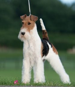 There is an opinion that not everyone will be able to endure the antics of a wire-haired fox ter ...