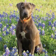 The Blue Lacy is a dominant breed that often completely ignores the trainer who has not establis ...