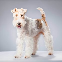 This breed was originally developed for hunting and stalking prey. 
