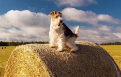 The hunting instincts force these dogs to pursue cats and other small animals. 
