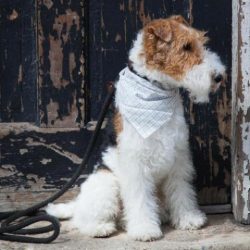 Do not leave the Wire Fox Terrier unattended with small children. 