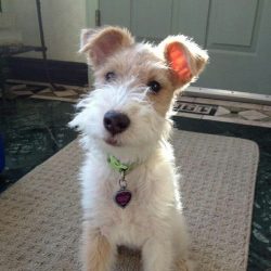 In addition, dogs of this breed are known for their predisposition to excessive barking, which c ...