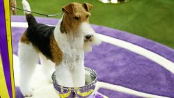 Also, the wire-haired fox terriers have a very developed defense reaction. Therefore, the punish ...