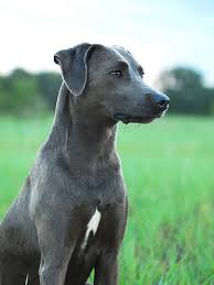 People who are considering adopting a companion dog are probably best off considering a differen ...
