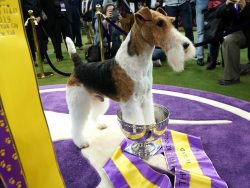 However, in general, they are very cheerful dogs, able to brighten up the most gloomy days of th ...