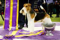 Caring for a Wire Fox Terrier is fairly straightforward unless you intend to show your dog at sh ...