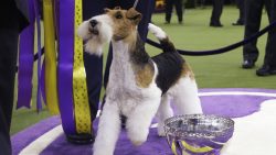 A non-show pet should be brushed about twice a week and bathed as needed. 