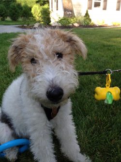 The Wirehaired Fox Terrier is a very active and lively breed. 