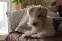 Wirehaired Terriers need consistent training. 