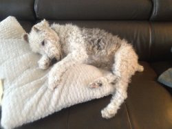Taking part in any kind of competition is a great way to satisfy the needs of fox terriers for a ...