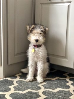A bored fox terrier quickly develops destructive behavior. 