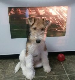 Fox Terrier is an ancient hunting breed developed by English hunters to chase foxes. 