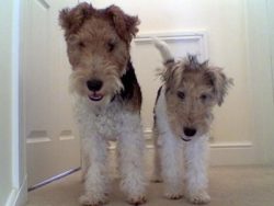 They appeared almost independently of each other and have a different character. 