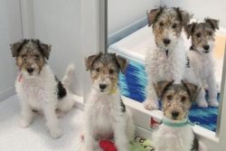 This breed is well suited for those who are ready to accompany a temperamental and dynamic pet. 