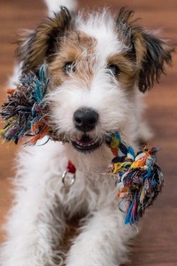 Dogs with light eyes are undesirable for breeding. The ears are triangular, rather small, hangin ...