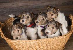 White-black and black-tan colors with brown spots are allowed. 