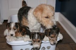 Wire-haired fox terriers were used as excellent hunters in England at the end of the eighteenth  ...
