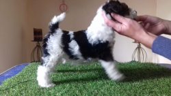 It is not known exactly when and how the breed was bred. The first fox terriers were black and tan.