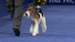 It is known that King Edward the Seventh was a fan of fox terriers. His favorite was a dog named ...