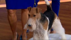 Through the efforts of dog handlers and breeders, a new variety of fox terriers subsequently app ...