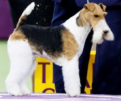 There is speculation that the Smooth Fox Terrier and the Wire Fox Terrier are not actually relat ...