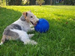 The first Fox Terrier breed club appeared in 1876 in England. 