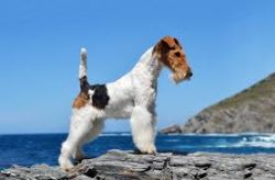 Wire-haired fox terriers are natural born leaders. 