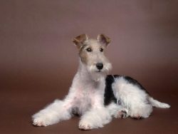 The owner’s task is to prevent the dog from taking a high position in the household hierarchy.